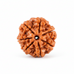 7 Mukhi Nepali Rudraksha