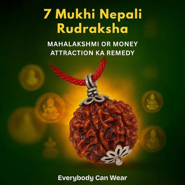 7 Mukhi Nepali Rudraksha