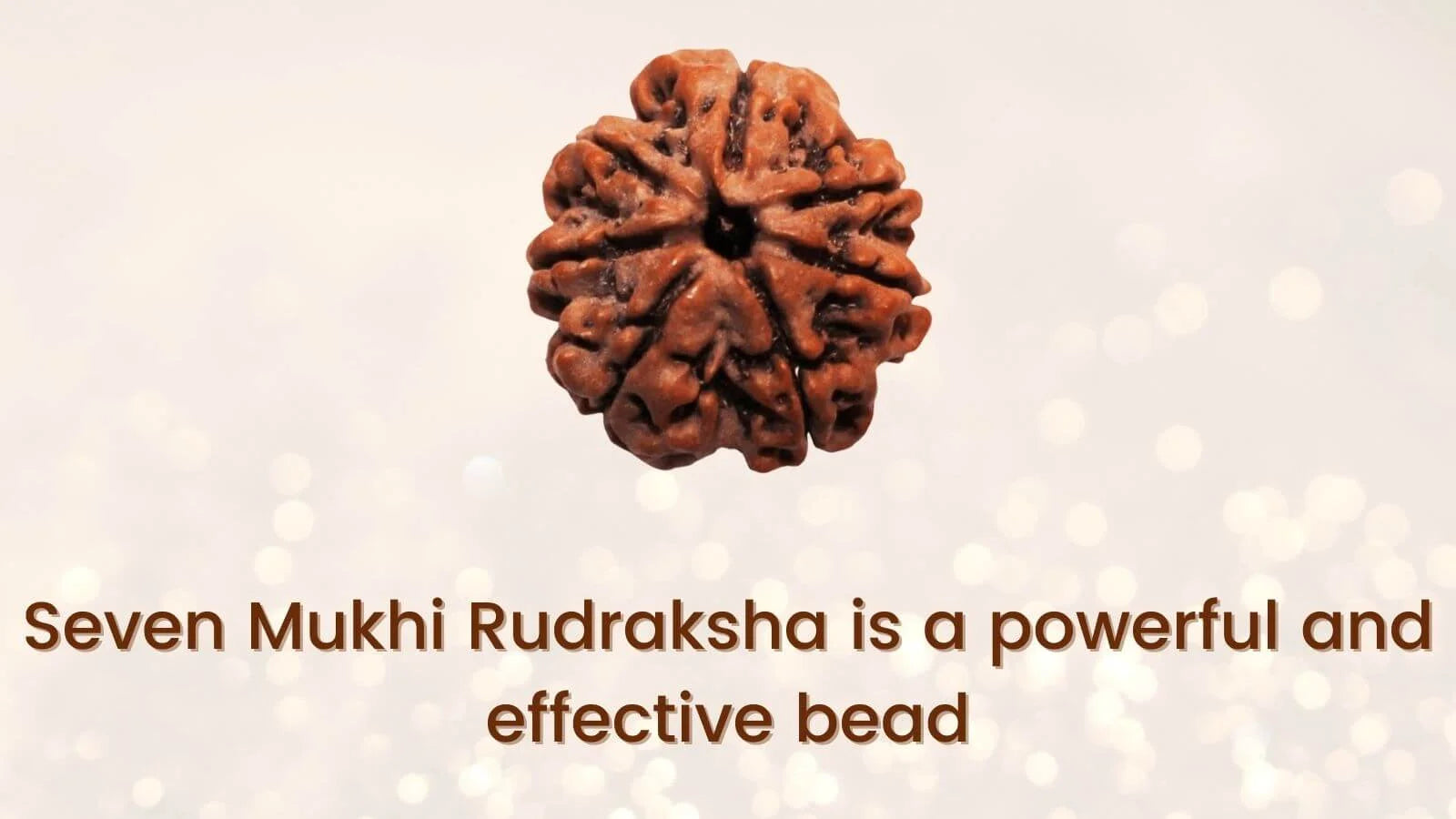 7 Mukhi Nepali Rudraksha