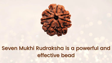 7 Mukhi Nepali Rudraksha