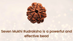 7 Mukhi Nepali Rudraksha