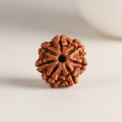 7 Mukhi Nepali Rudraksha