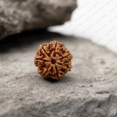 7 Mukhi Nepali Rudraksha